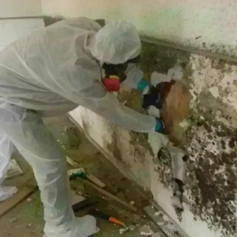 Mold Remediation and Removal in Boley, OK